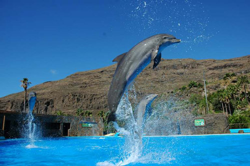 show de delfines en palmitos park de maspalomas