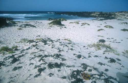 Playa El Caletón Blanco
