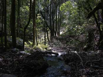 Bosque del Cedro, La Gomera