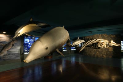 Museo de Cetáceos de Canarias
