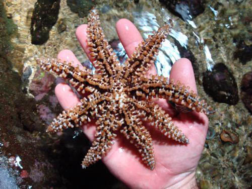 starfish in Aquarium Lanzarote