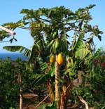 Bananera Jardines del Atántico