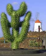 Jardín del Cactus