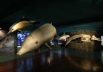 Canary Islands Cetaceans Museum